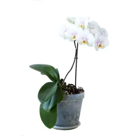 Orchidee wit Titel «CityFlowers» in België»