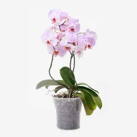 Pink orchid Title «CityFlowers» in Belgium»