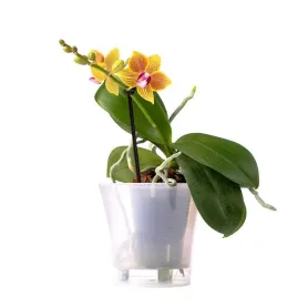 Gele Orchidee&euml;n Titel «CityFlowers» in België»