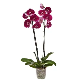 Purple Orchid Title «CityFlowers» in Belgium»