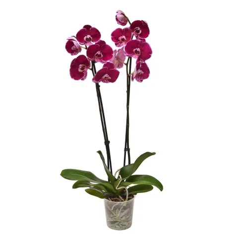 Purple Orchid от интернет-магазина «CityFlowers» в }