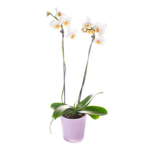 White and yellow orchid от интернет-магазина «CityFlowers» в }