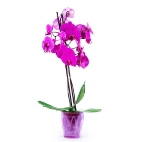 Fuchsia-Orchidee Titel «CityFlowers» in België»