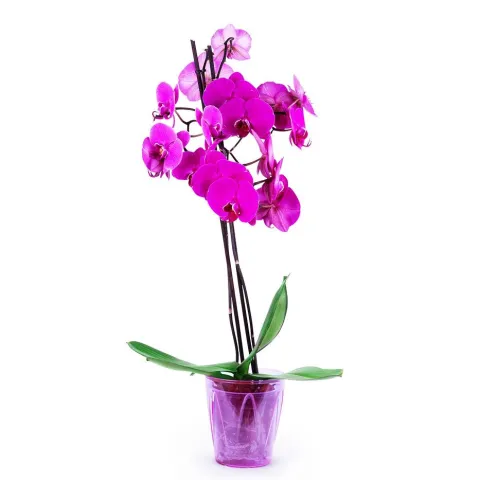 Orchid&eacute;e Fuchsia от интернет-магазина «CityFlowers» в }